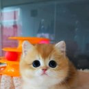 핑크젤리캐터리 이미지