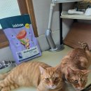 마미펫살롱 이미지