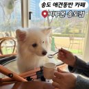 인천 송도 애견동반 카페 실내가능한 지구본 송도점 후기