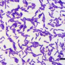 광화문동물병원 이미지