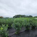 샬롬농원 이미지