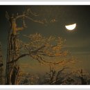 반달 Daum카페