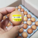 조은계란유통 이미지