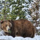 부추 먹는 grizzly 이미지