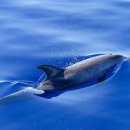 용인대 최강태권도 이미지