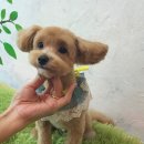 까리하개 이미지