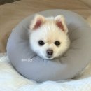 왕성차바닥 | 포메라니안 슬개골 수술후기 1주차 2주차 3주차