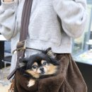 어반퍼피 이미지