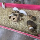 석양목장 | 남해양떼목장겨울 추천 명소, 남해상상양떼목장편백숲 체험 후기