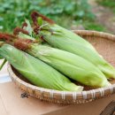 준서네 농장 이미지