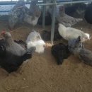 숲속청계농장 이미지