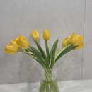 비선 | [귀농멍위키] 튤립 노랑 노비선 한단(10송이) 후기