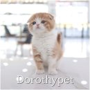 고양이 분양 미용 호텔 캣챱 천안점 | 천안고양이호텔미용 특별히 욕심 많지 않았던 저도