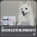 형수당약국 | 강아지 발사탕 발 습진 원인과 예방은? 강아지피부영양제 피부보감 급여 후기