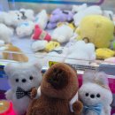 키치캐치 청주오송점 | [청주 오송] 오송 2산단 인형뽑기 키치캐치, Kitsch Catch!