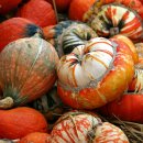 대세2농장 이미지