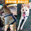 (강아지 실종신고) 하남 감북로 부근에서 산책중 실종 !! 이미지