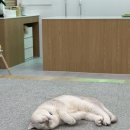 캣플 | 청주 오창 실내 데이트 &amp; 아이동반 추천｜고양이 많은 '캣플 청주오창점' 방문기 솔직 후기