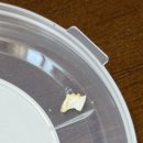 꽃게야 | 밥순삭꽃게야 내돈내산 후기