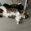 e편한집 이미지