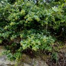 광나무 + 당광나무 열매 ( 여정자) 이미지