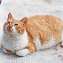 빵실빵실 이미지