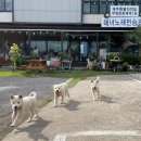 카키테아노
