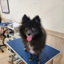 안다 동물보호소 이미지