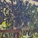 강아지보호구역 | 브리즈번 여행 필수 코스 론파인 코알라 보호구역 후기