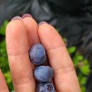 윤경농장 이미지