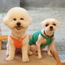 제이몽애견펜션 이미지