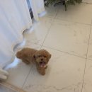 아이앤독 이미지