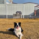 Petshill (펫츠힐) 이미지