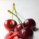 체리의향기 이미지