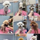 반짝일개 이미지