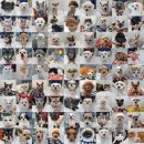 화서동물병원 | 화서동물병원,마취 위험으로 치료 거절당했다면 2가지만 꼭 확인하세요(15년 차 수의사의 조언)