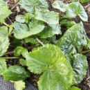 임가농장 이미지