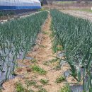 삼열농장 이미지