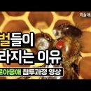 꿀벌이 사라지는 이유 (바로아응애의 침투과정 영상) 이미지