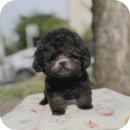 아르미펫 강아지고양이 김포본점 | 강화강아지분양 새 가족 맞이 신중한 결정 과정