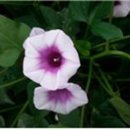 감자 이야기 이미지