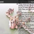 Leviticus (레위기) 영어성경 NIV 이미지