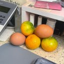 스마일스푼 등촌점 | [week 4] 생일주간 / 고성&amp;속초여행(하늬라벤더팜, 청초수물회, 아빠가잡아온붉은대게, 설악산케이블카...