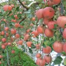 과수원