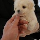 대구강아지분양 퍼피얌 | 대구애견샵 대구강아지분양 홍스퍼피 방문후기!