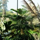 세화수목 이미지