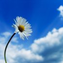 푸른하늘 이미지