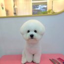 브리앙뜨몽 이미지