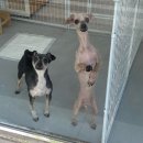 포시랍개 이미지