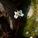 변산바람꽃 (녹화,군락),복수초,꿩의바람꽃..... 이미지